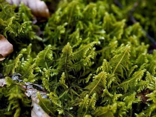 Ostrich-plume Moss (Ptilium crista)