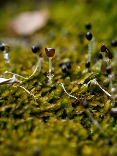 Ladder Flapwort (Nardia scalaris)