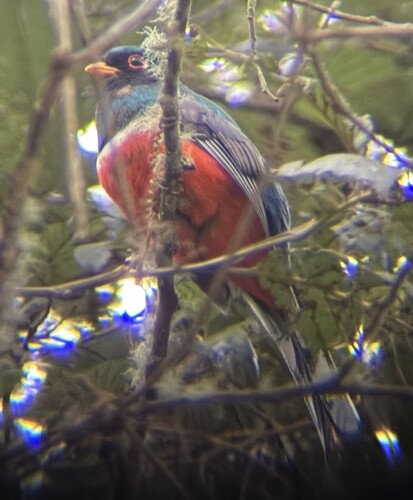 Masked Trogon (Trogon personatus), photo 7