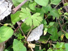 Frederickia disparcata