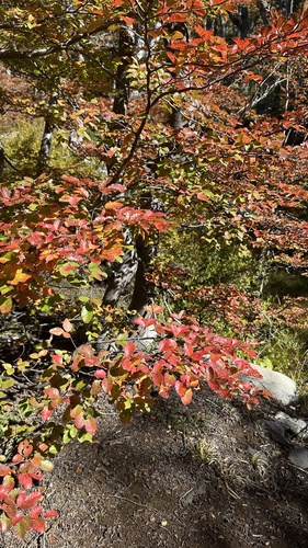 Lenga Beech (Nothofagus pumilio)