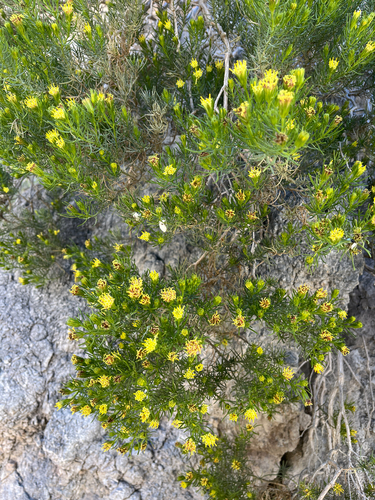 Schott's Pygmycedar (Peucephyllum schottii)