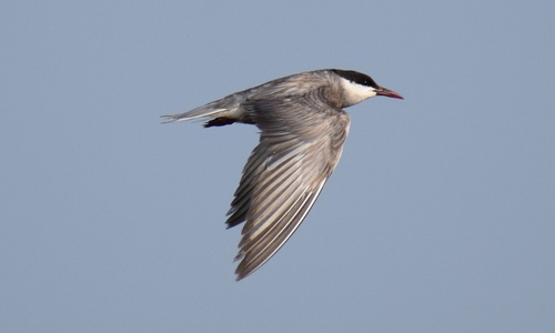 Fumarel cariblanco (Chlidonias hybrida)