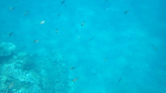 Chromis ternatensis