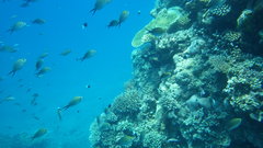 Chromis ternatensis