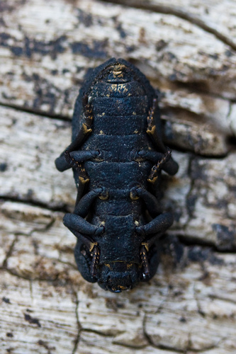 Diabolical Ironclad Beetle