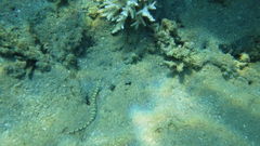 Corythoichthys flavofasciatus