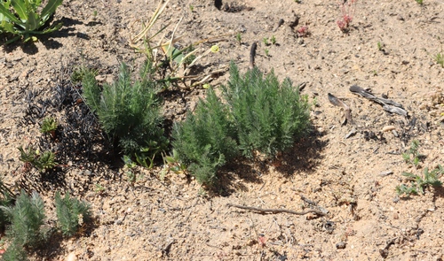 mountain potato (Pelargonium rapaceum)