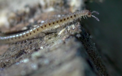 Ochre Snake Millipede, photo 3 of 10