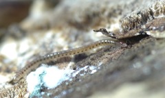 Proteroiulus fuscus