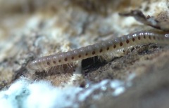Proteroiulus fuscus