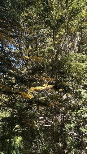 Coigue (Nothofagus dombeyi)