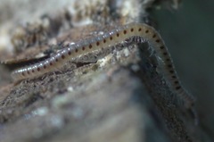 Proteroiulus fuscus