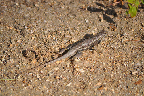 iNaturalist observation photo of Western Fence Lizard