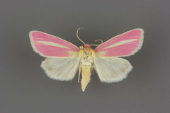 Heliocheilus julia