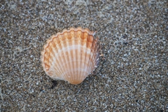 Acanthocardia aculeata