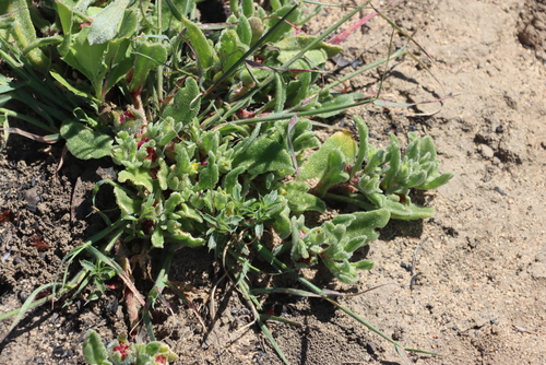 Cleretum papulosum, photograph 1