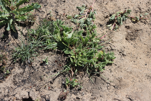Cleretum papulosum