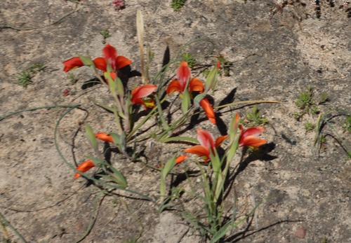 Pied Kalkoentjie (Gladiolus speciosus)