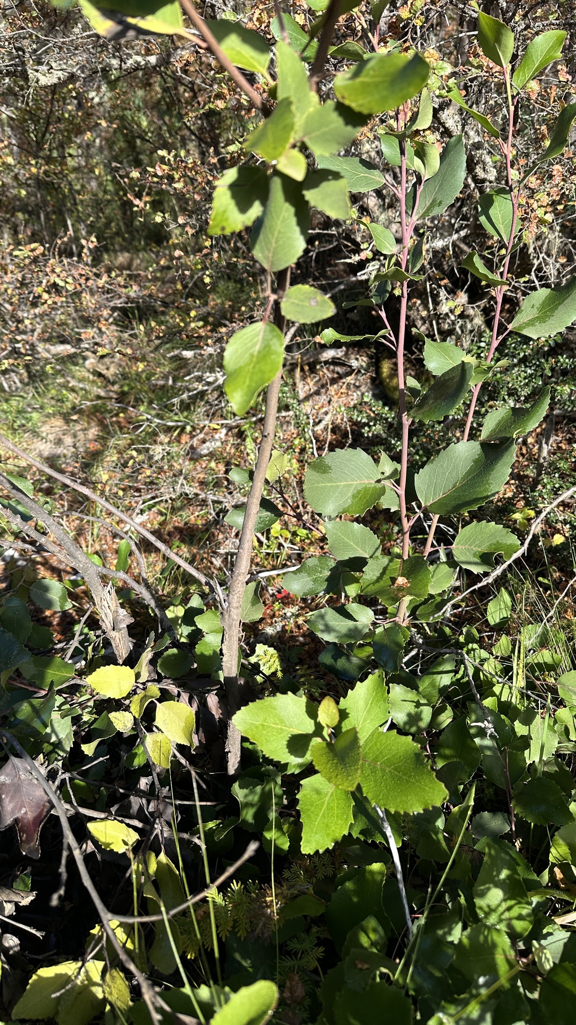 Lomatia Hirsuta (Lomatia hirsuta)