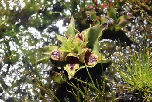Carrion-flower Orchid (Satyrium pumilum)