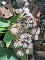 Kaunia lasiophthalma