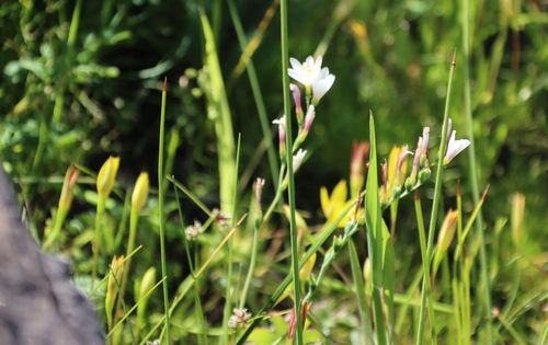 Geissorhiza sulphurascens