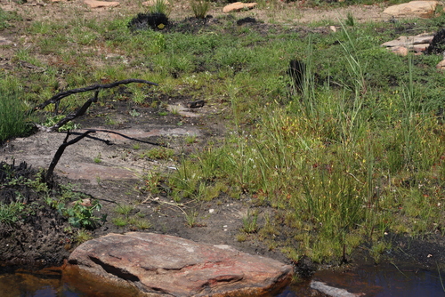Geissorhiza sulphurascens