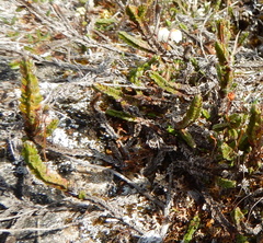Cassiope tetragona tetragona