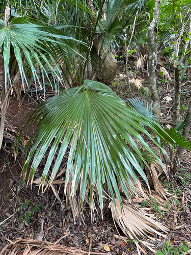 Livistona boninensis iNat (2)