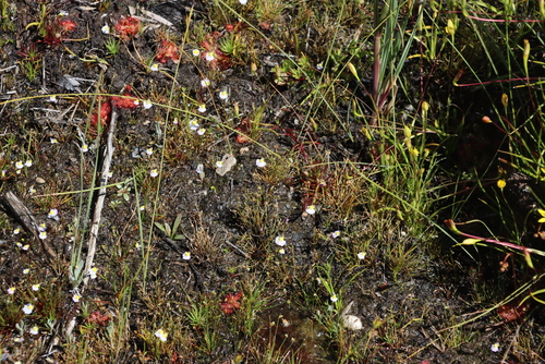 Cape Bladderwort (Utricularia bisquamata)