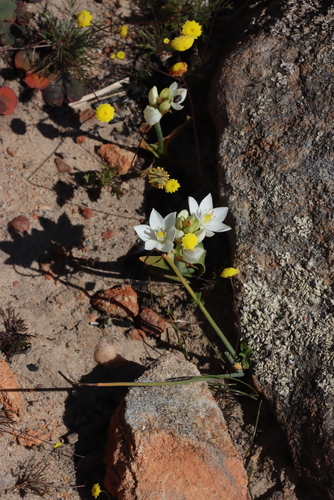 Summer Chink (Ornithogalum conicum)