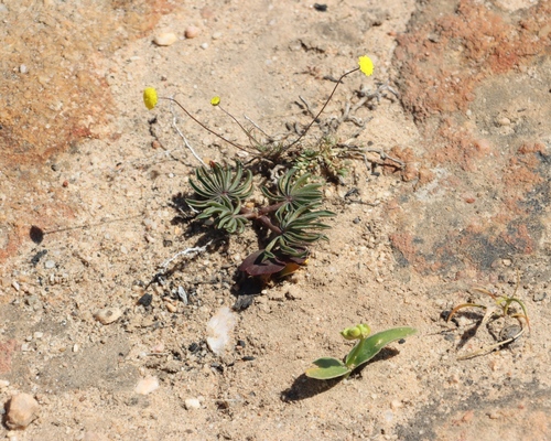 Yellow Palm Sorrel (Oxalis flava)