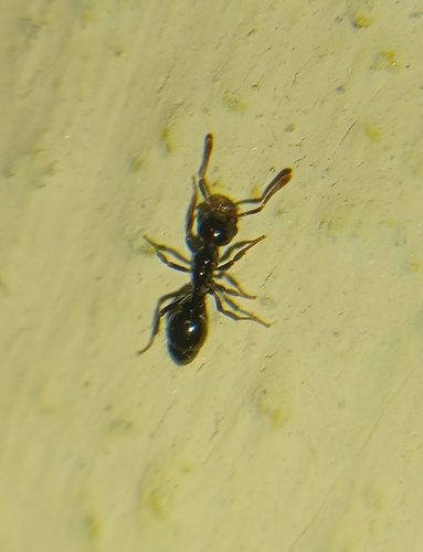 Thaumatomyrmex paludisThaumatomyrmex paludis