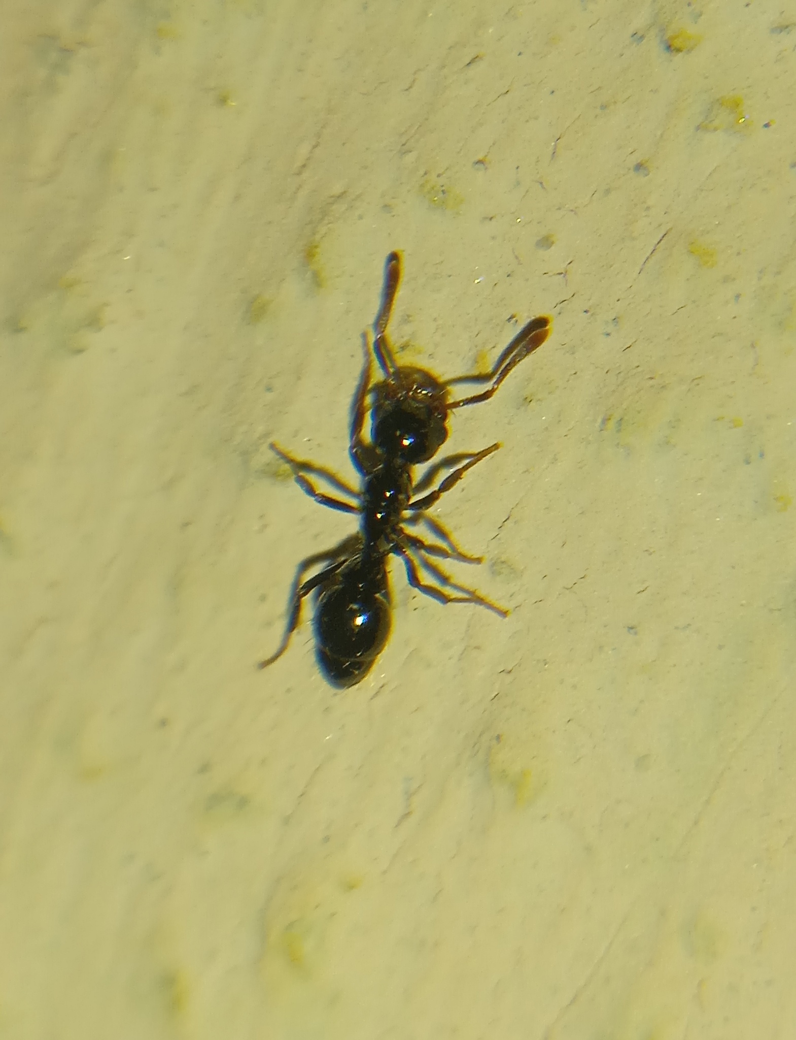 Thaumatomyrmex paludis