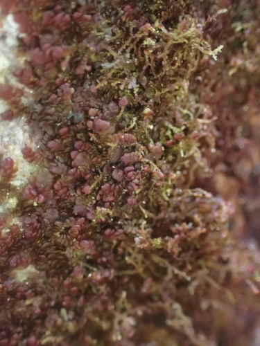 Spotty Fingers (Frullania fragilifolia)