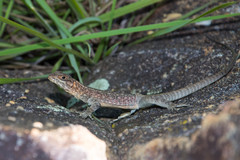 Oplurus quadrimaculatus