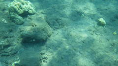 Parapercis hexophtalma