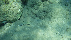 Parapercis hexophtalma