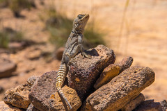 Oplurus cyclurus