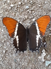 Siproeta epaphus epaphus