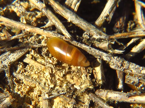 Ferussacia folliculum