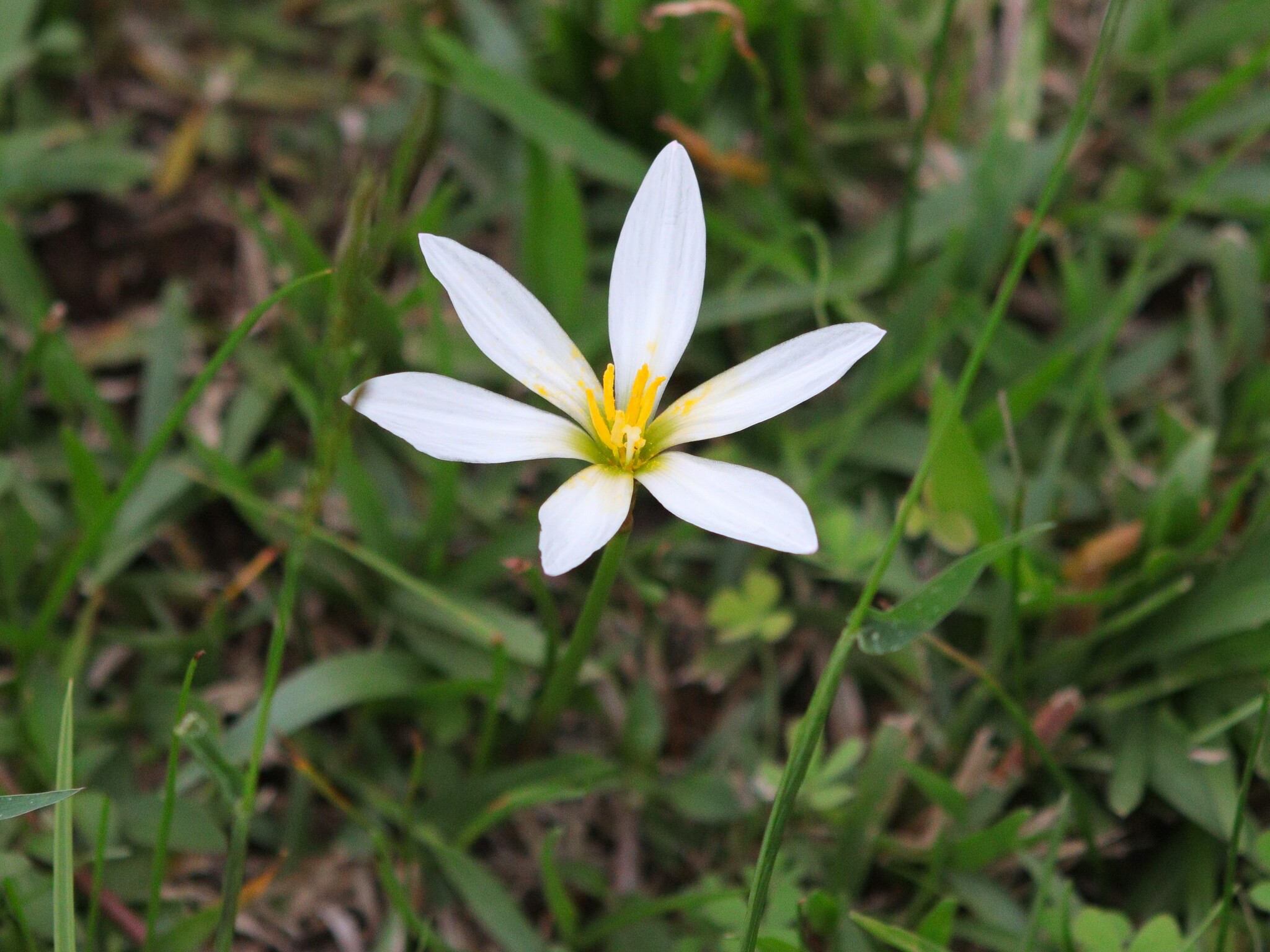 Autumn Zephyrlily (Zephyranthes candida)