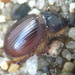 Crescent Dunes Scarab Beetle - Photo (c) Janel Johnson, some rights reserved (CC BY-NC), uploaded by Janel Johnson
