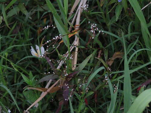 Dotted Smartweed (Persicaria punctata)