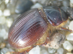 Aegialia crescenta