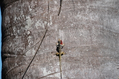 Anolis charlesmyersi