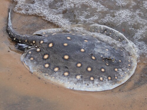 Black river stingray (Potamotrygon motoro) — Potamotrygonidae — 3