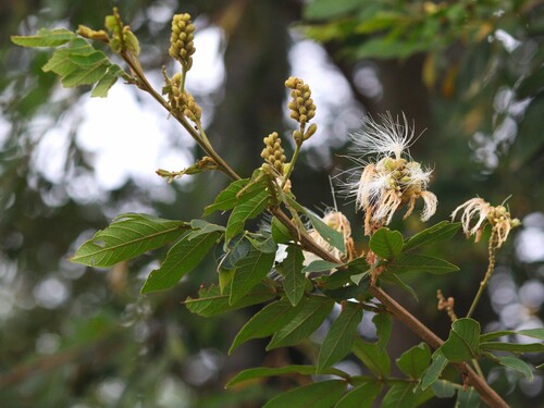 Inga uraguensis (Inga uraguensis)