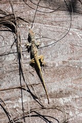 Anolis charlesmyersi